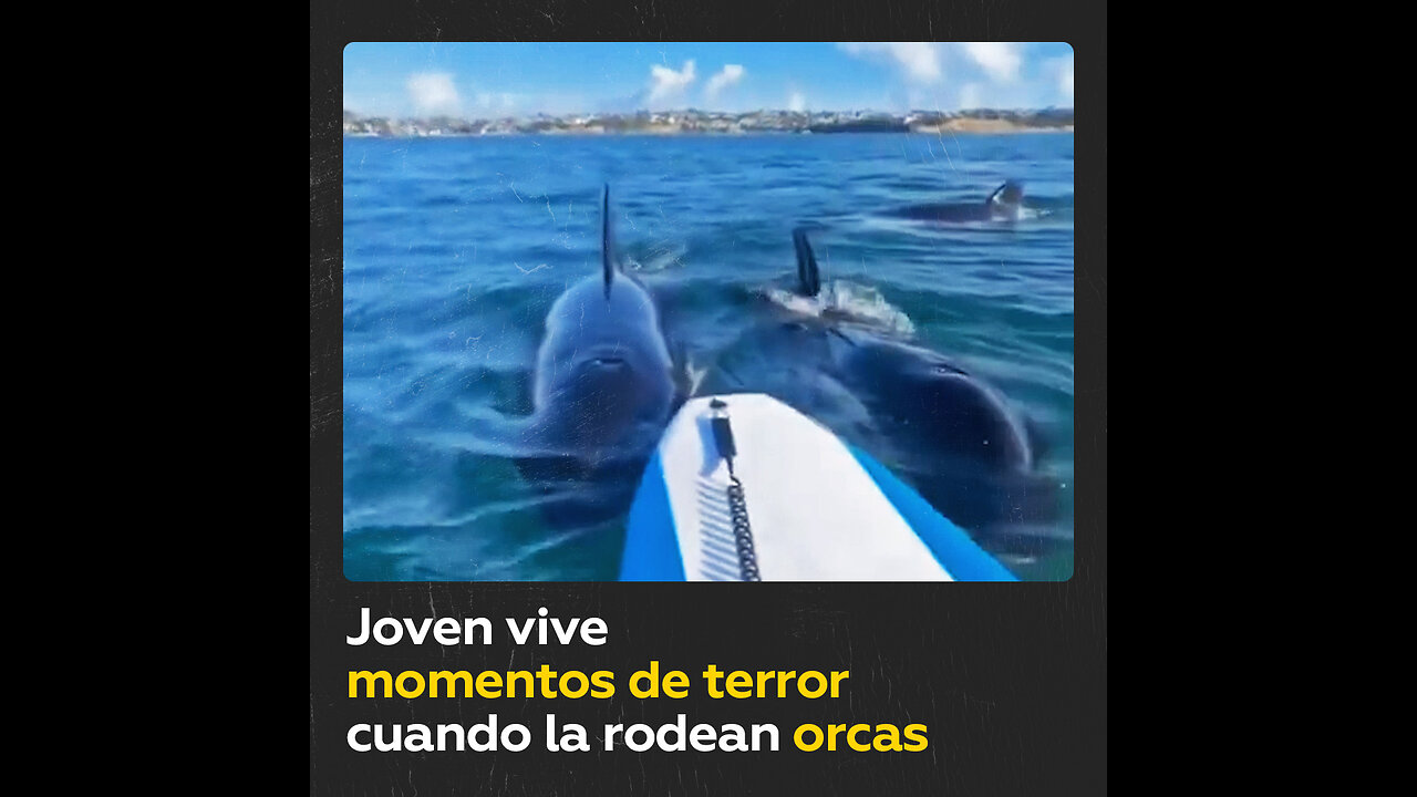 Varias orcas rodean a una joven surfista haciéndola entrar en pánico