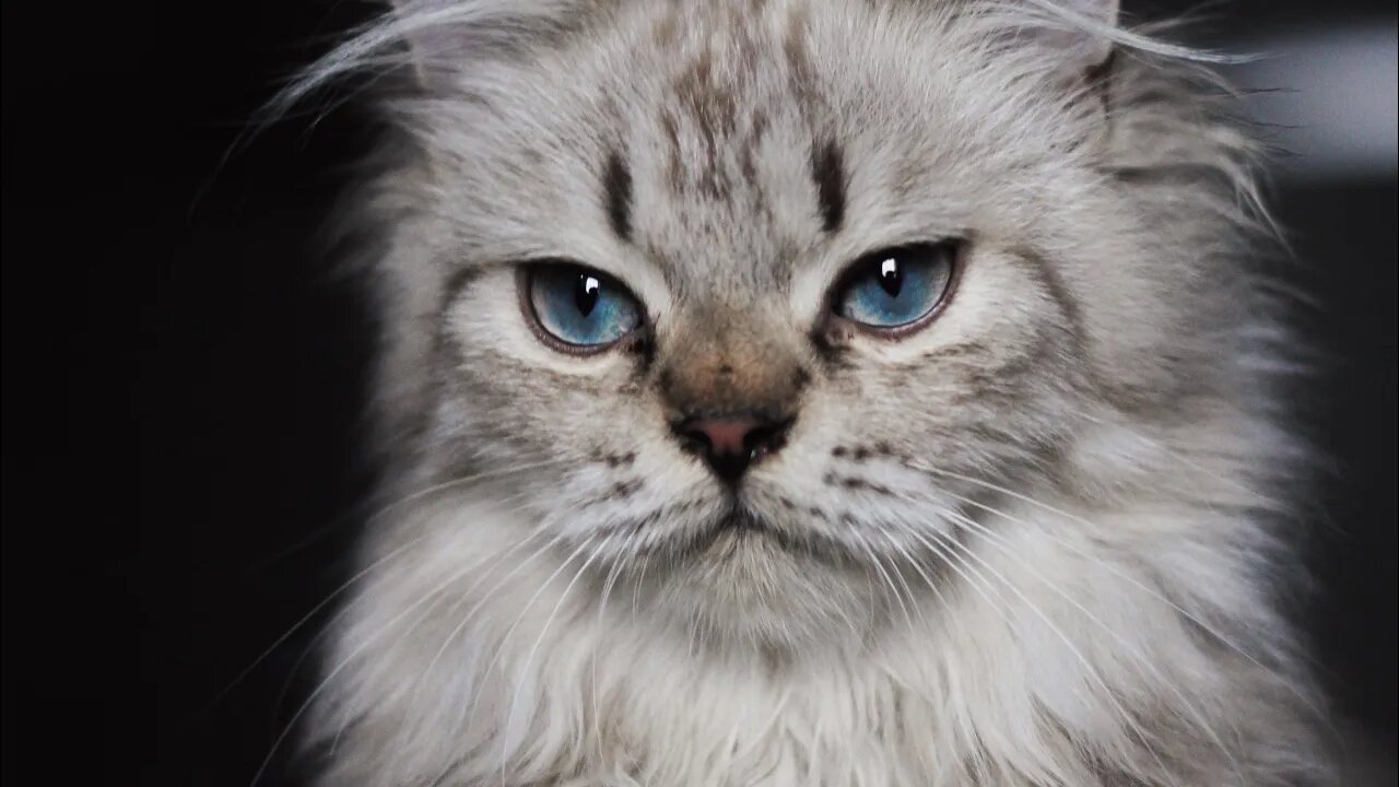 Try NOT to Laugh! 😹 Watch This Cat ‘Square Up’ Against…Wait, What Is That? Lol (#101) #Clips