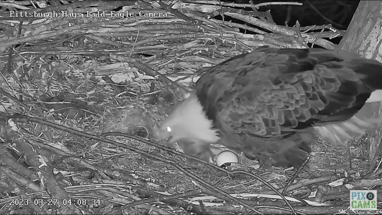 Hays Eagles Egg 2 Has a PIP! 32723 40828