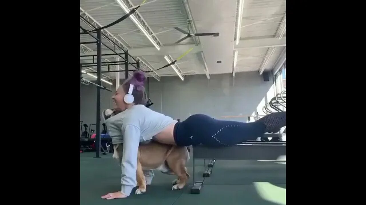 Training puppy | Dog Showing All Training Skills