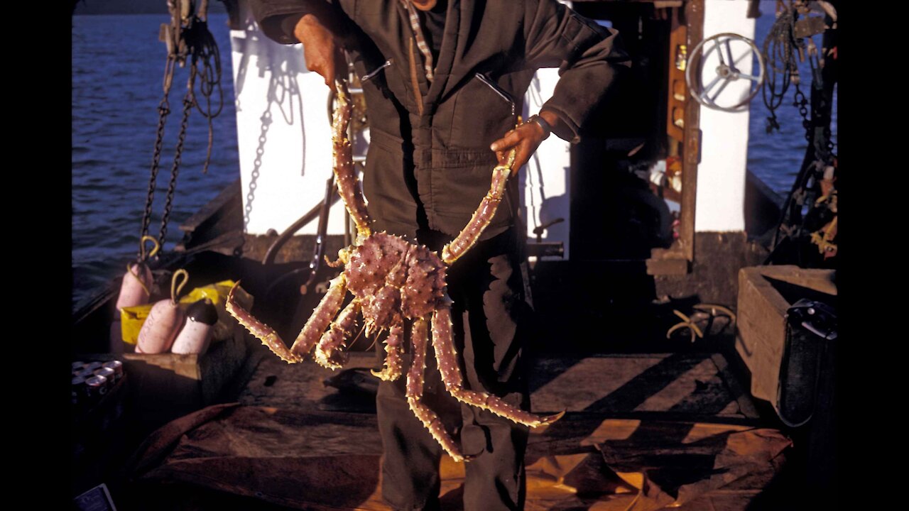 Catching KING CRAB-ALASKA underwater-amazing catch