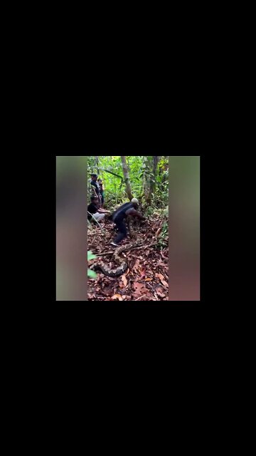 Python #shorts #science #nature #python #snake #techmom