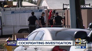 Cockfighting ring busted in south Phoenix