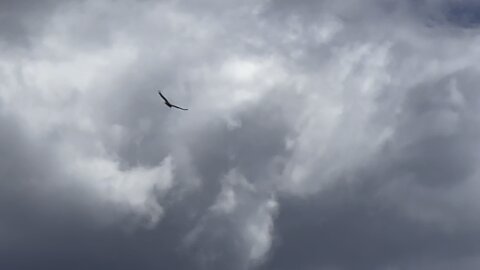 Black Crow? Hovering