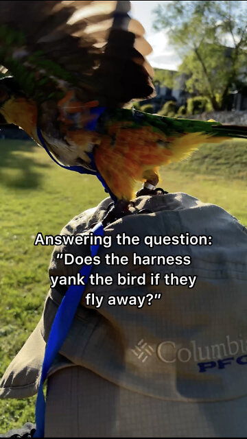 Answering the most popular question about bird harnesses: