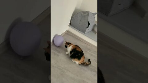 Katzen 🐈 spielen mit Luftballons 🎈.