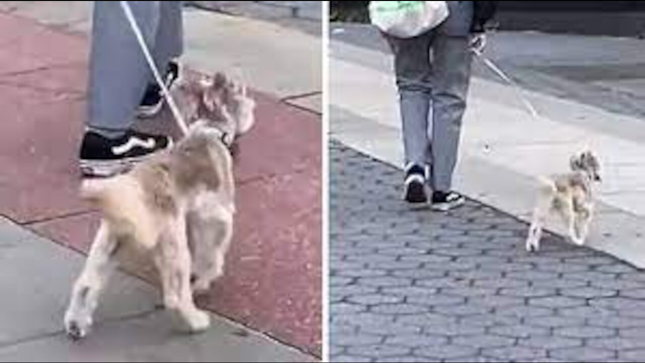 Dog on leash walks in hilariously bizarre manner private video