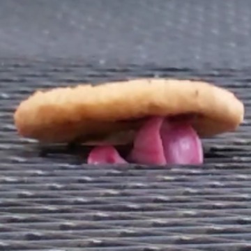 This Dog Tries To Be Stealthy While Stealing A Cookie