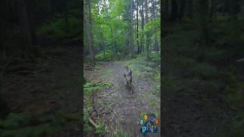 Odin begins his quest.