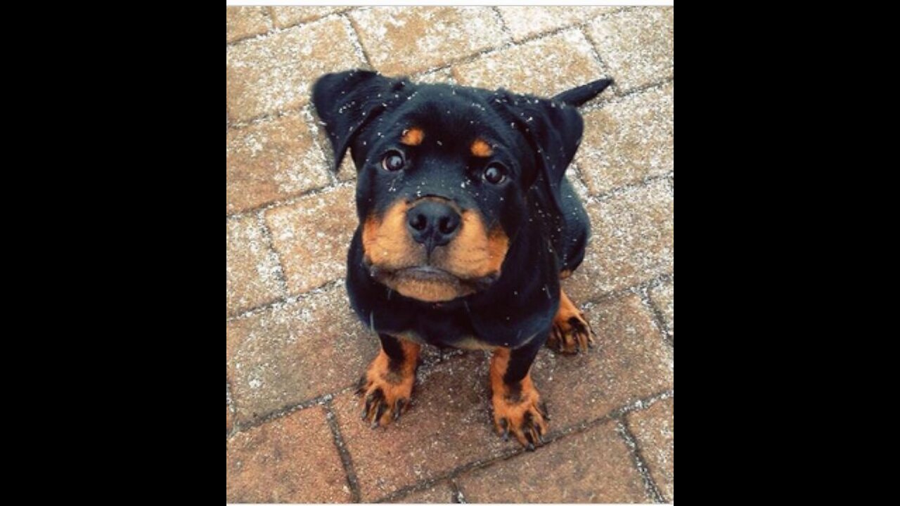 Rottweiler learning to Speak