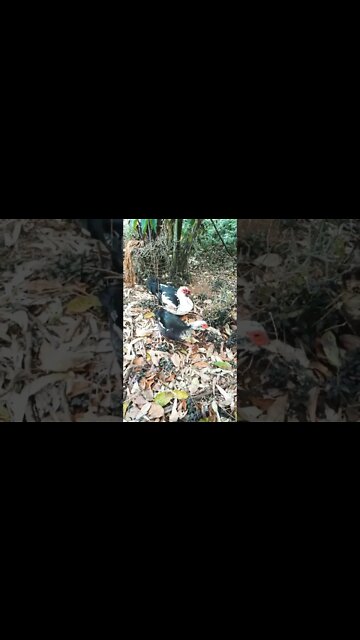 A drake and a duck having a afternoon rest