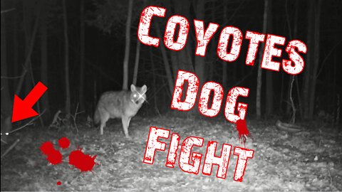 Coyotes Dog Fight