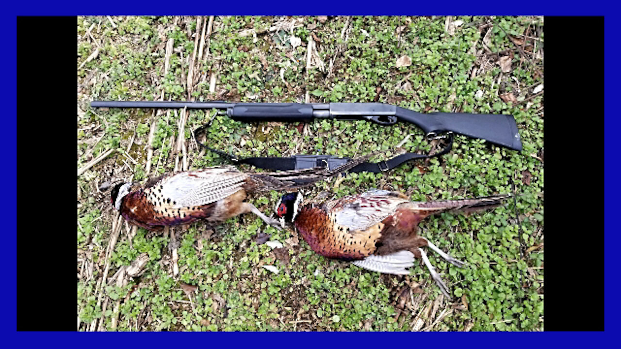 A Good Day of Pheasant Hunting