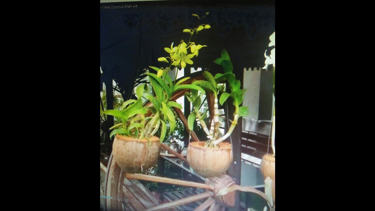 ORCHIDS COCO SHELL MAKING VIDEO