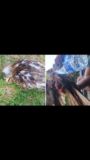 Man rescues bird suffering from UK heatwave