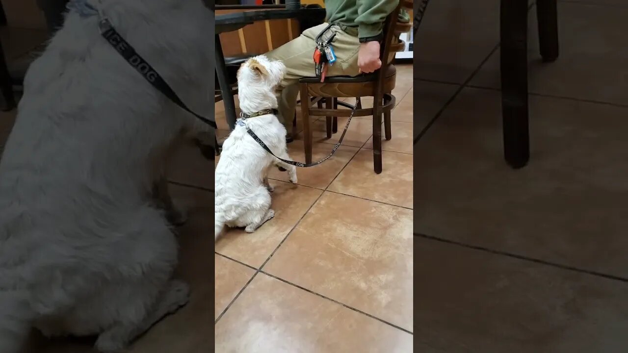 Ares Jack Russell training at food store with #customK9ServiceDogsFamily