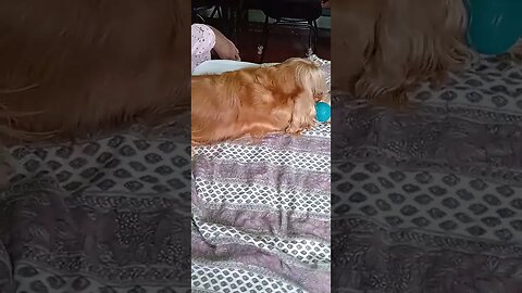 #dogshow , #animals , #dogs , #shorts