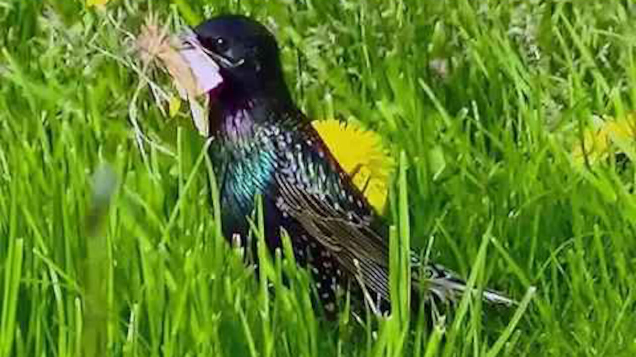 IECV NV #218 - 👀 Two Starlings In The Neighbors Yard 4-8-2016