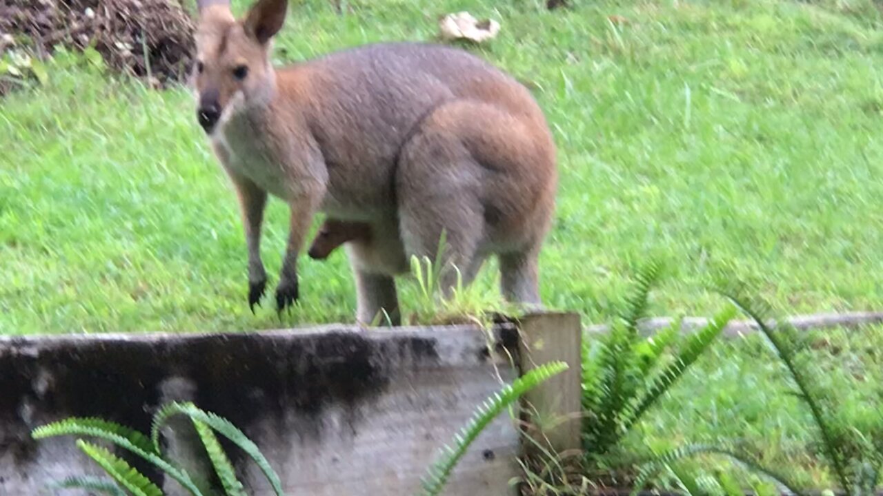 Black-striped Wallaby joey sticking its head out of mums pouch