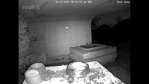 Mother fox & cubs 17:11 8pm