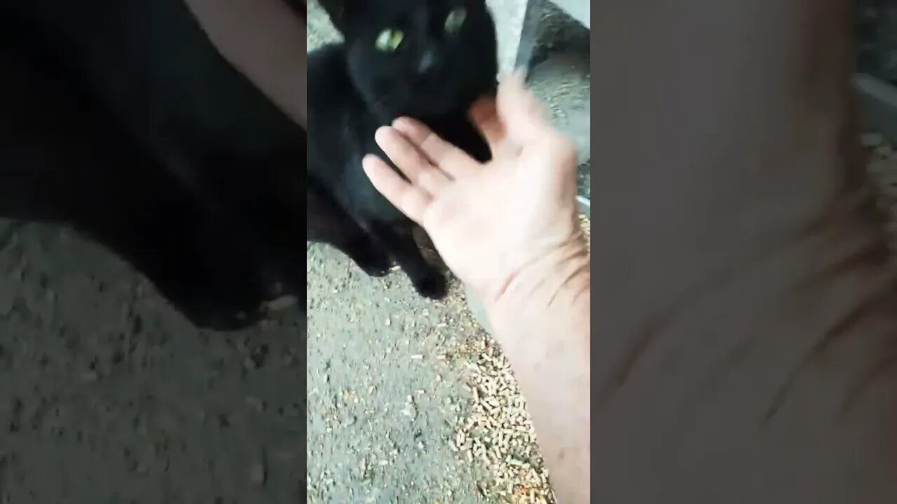 Good morning Black Cat