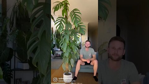 Epipremnum pinnatum cebu blue