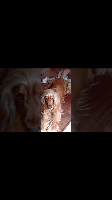 #dogshow , #animals , #dogs , #shorts