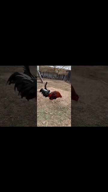 Asil/ YLH @ LivingWaterFarms247