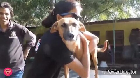 Real Life Heroes - Good People Saves Dog