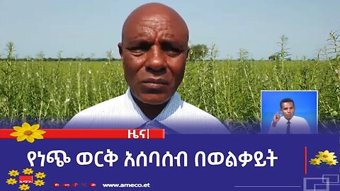የነጭ ወርቅ አሰባሰብ በወልቃይት