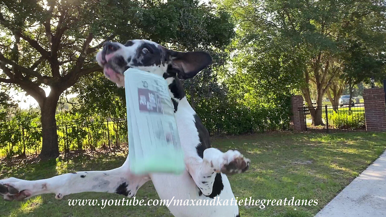 Great Dane performs epic newspaper delivery zoomies