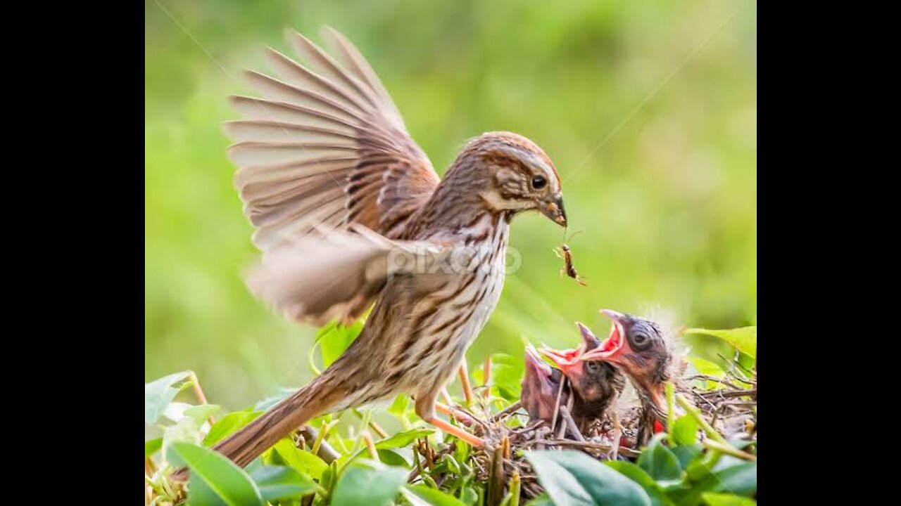 Sparrow baby feeding, sprrow bird feeding babies