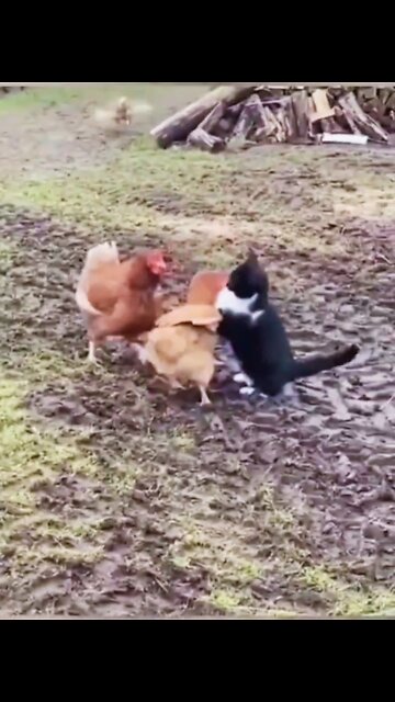 Cat vs hen Funny video #cat #hen #funny #shorts