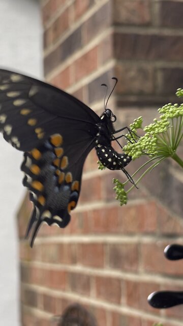 Parsley more than just an herb (ask this Black swallowtail butterfly)