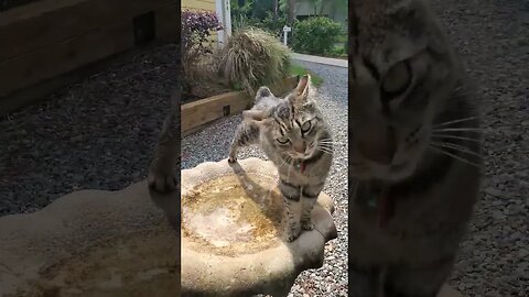 A Cat and a Bird Bath #shorts