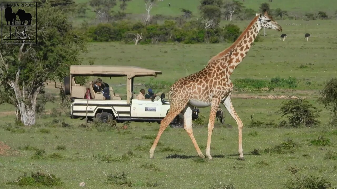 Safaris From Lalashe Mara Ripoi