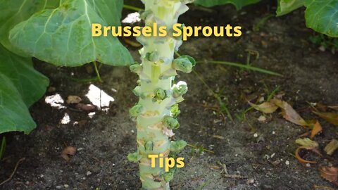 brussels sprout tip