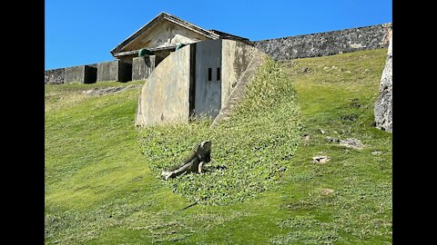 Iguanas of El Morro