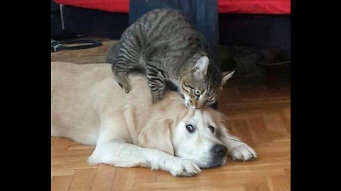 cute and adorable behavior of dogs and cats 🐈‍⬛🐈‍⬛🐈‍⬛🐈‍⬛🐕🐕🐕🐕🥰😍😍😂😂