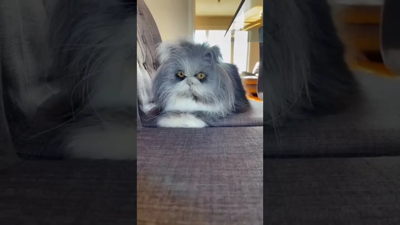 So fluffy