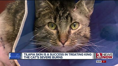 Tilapia skin is a success in treating King the cat's severe burns