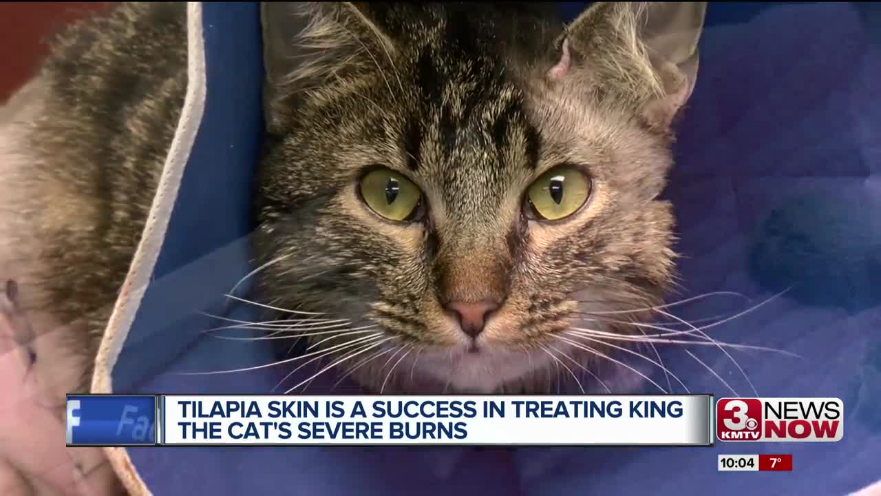 Tilapia skin is a success in treating King the cat's severe burns