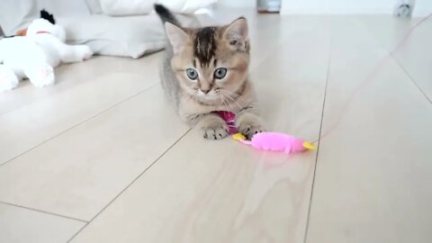 Kitten Kiki's reaction was too cute when I invited her to play with my new toy