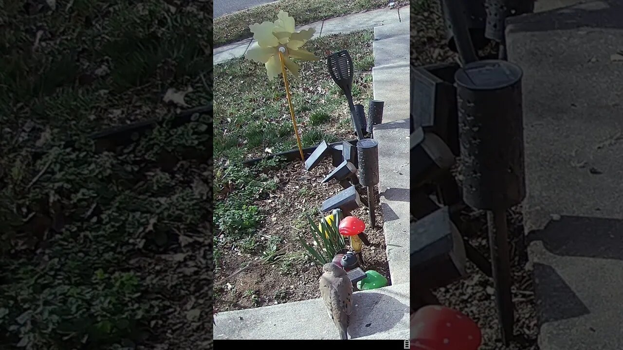 The Wind Blows Through The Doves Feathers! #Shorts 🌬