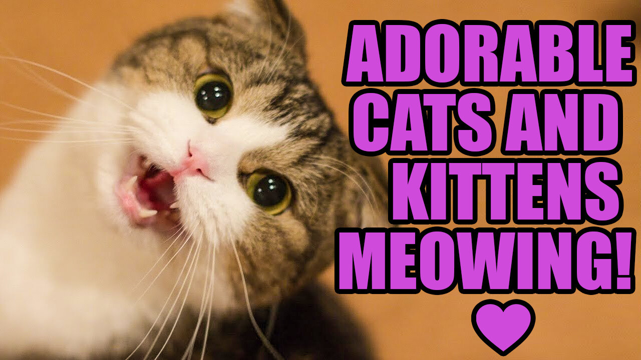 Funny cute cats and kittens meowing compilation!