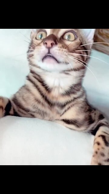 Just wait for this cat's last peek-a-boo jump