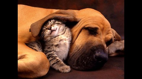 The reason why we love cats and dogs