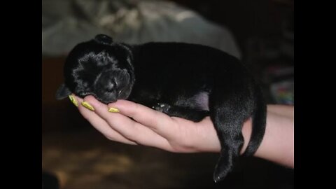 German Shepherd 6 weeks old puppies