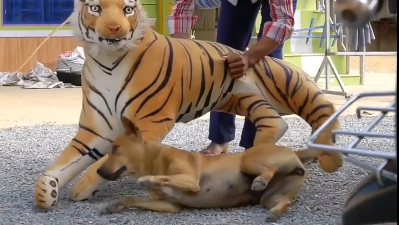 TROLL PRANKS WITH DOG FAKE LION FAKE TIGER VIDOS