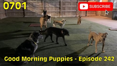 [0701] GOOD MORNING PUPPIES - EPISODE 242 [#dogs #doggos #doggies #puppies #dogdaycare]